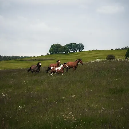 Wohlfuehl-ferienhaus Eifel-landurlaub Mit Herz Casa de Férias *