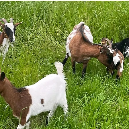 펜션 Wohlfuehl-ferienhaus Eifel-landurlaub Mit Herz *