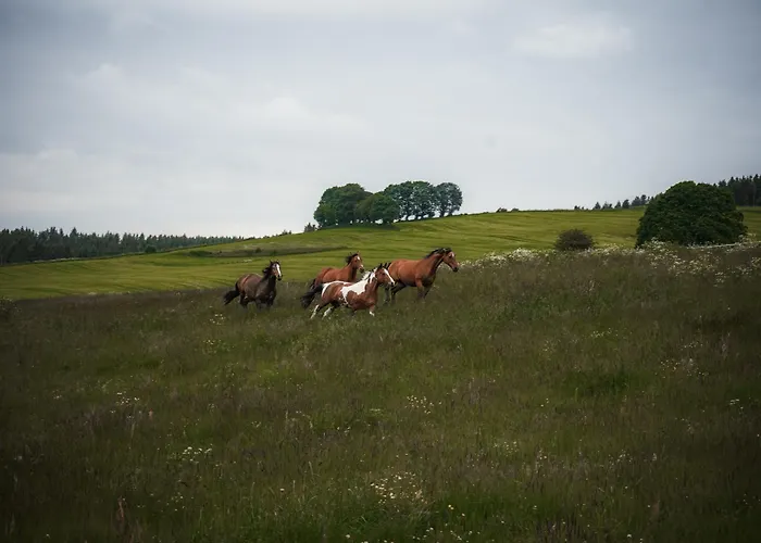 Wohlfuehl-ferienhaus Eifel-landurlaub Mit Herz Casa de Férias *